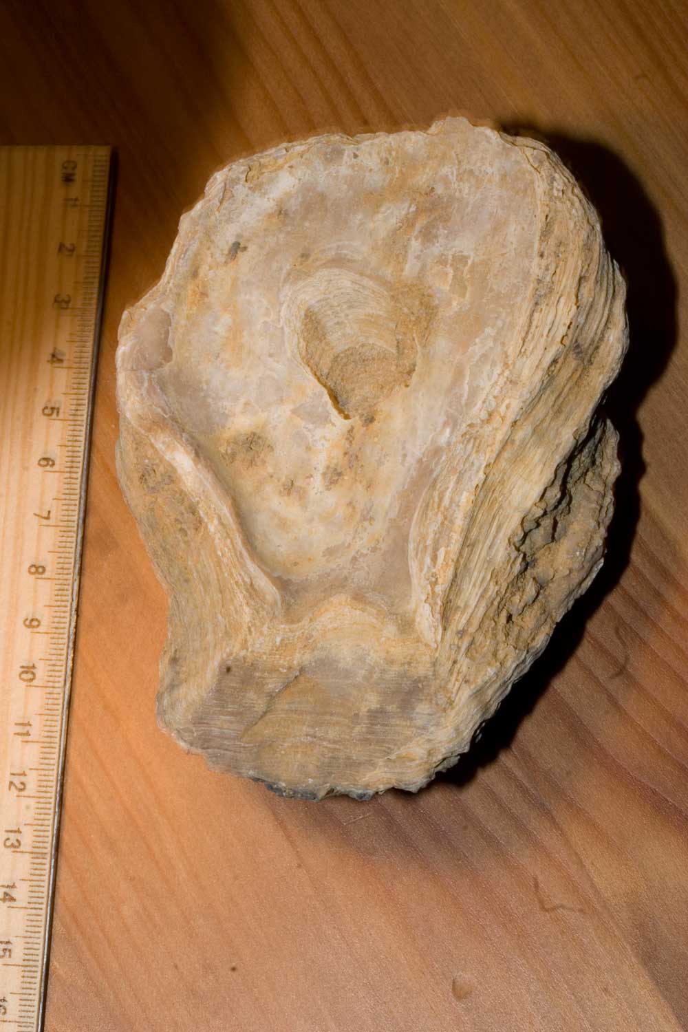 Fossili Tunisini
